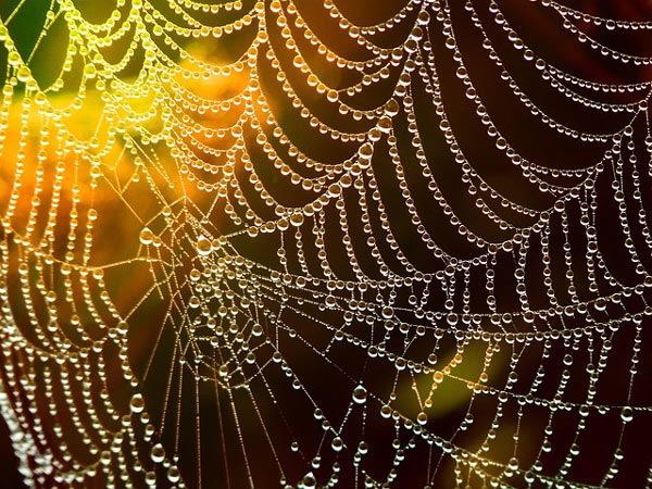 Picture 11 of The magic of spider web in nature
