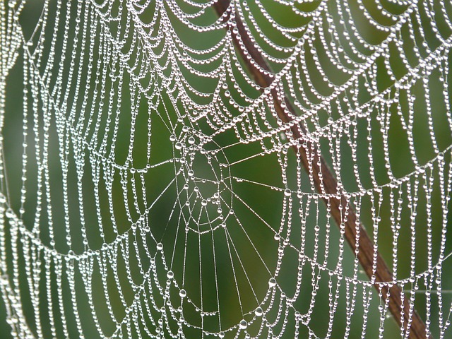 Picture 12 of The magic of spider web in nature