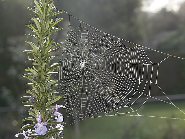 Picture 13 of The magic of spider web in nature