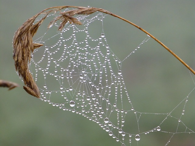 Picture 14 of The magic of spider web in nature
