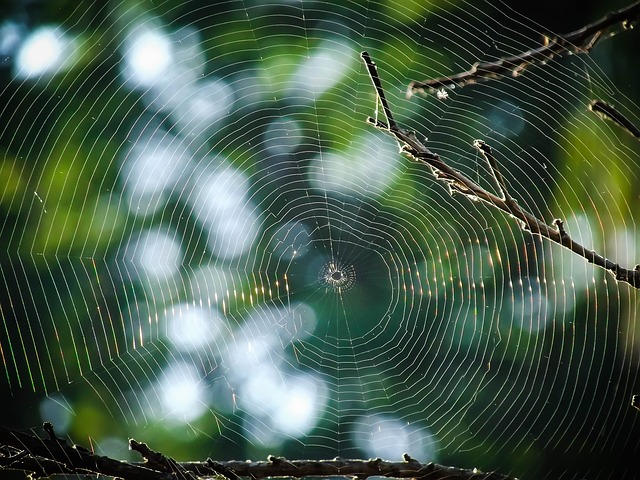 Picture 15 of The magic of spider web in nature