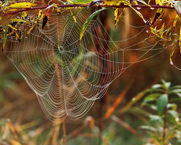Picture 16 of The magic of spider web in nature