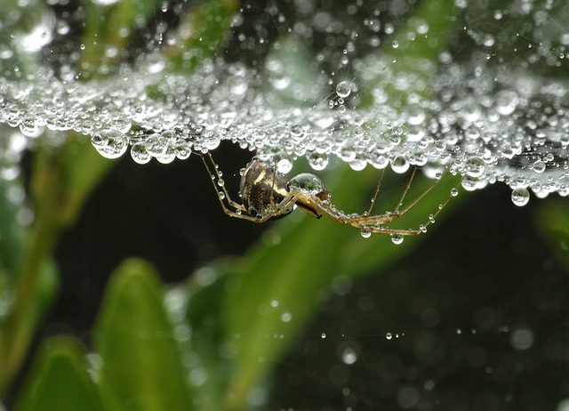 Picture 17 of The magic of spider web in nature