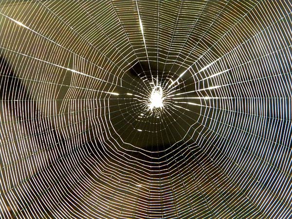 Picture 18 of The magic of spider web in nature