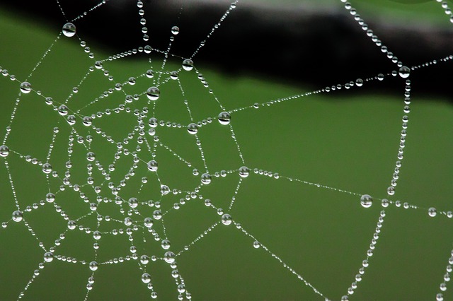 Picture 19 of The magic of spider web in nature