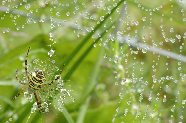 Picture 20 of The magic of spider web in nature