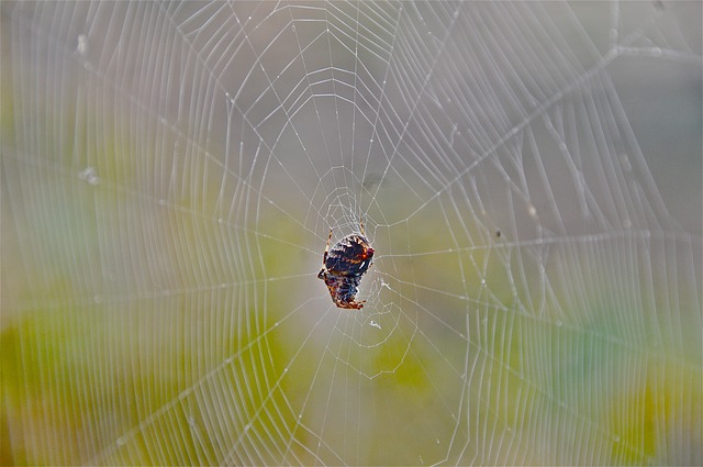Picture 9 of The magic of spider web in nature