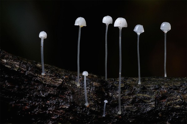 Picture 10 of The magical world of mushroom species when taking close-ups