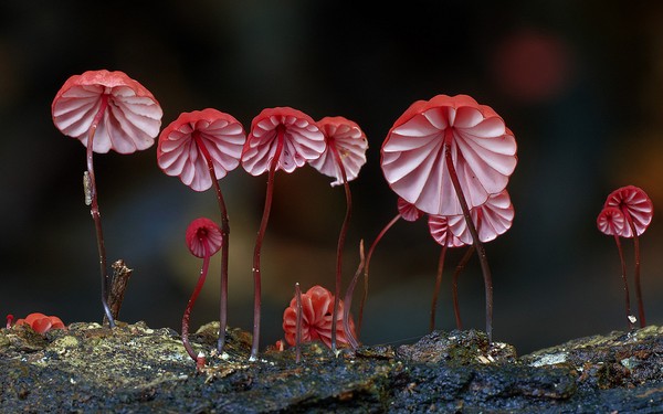 Picture 11 of The magical world of mushroom species when taking close-ups