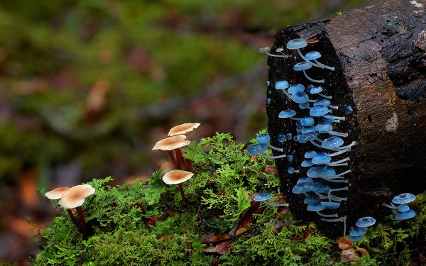 Picture 5 of The magical world of mushroom species when taking close-ups