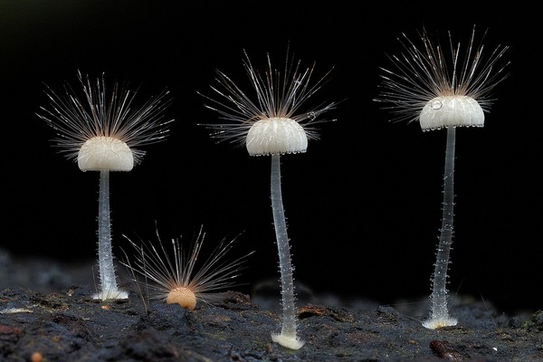 Picture 6 of The magical world of mushroom species when taking close-ups