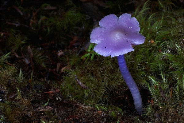 Picture 7 of The magical world of mushroom species when taking close-ups