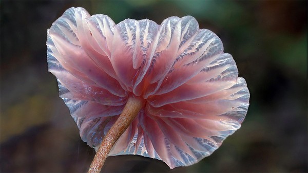 Picture 8 of The magical world of mushroom species when taking close-ups