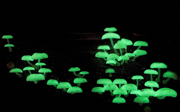Picture 9 of The magical world of mushroom species when taking close-ups