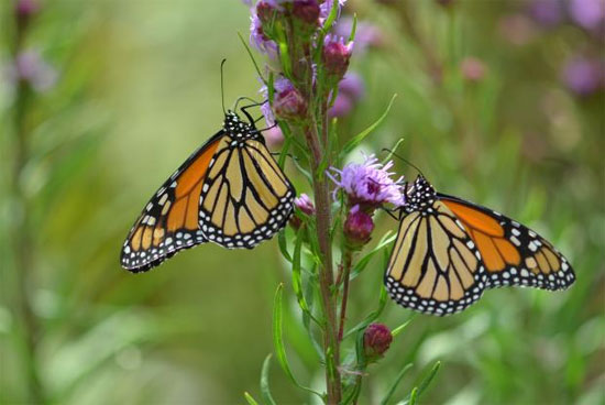 Picture 10 of The magnificent beauty of the monarch butterfly