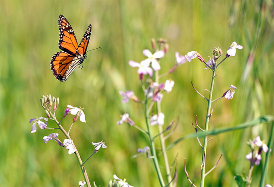 Picture 8 of The magnificent beauty of the monarch butterfly