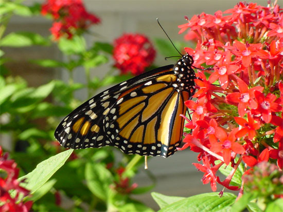 Picture 9 of The magnificent beauty of the monarch butterfly