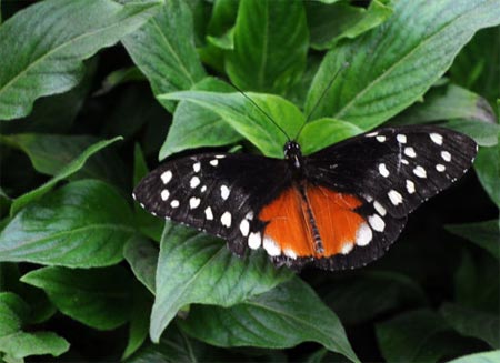 Picture 10 of The magnificent butterfly world