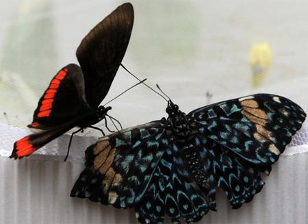 Picture 9 of The magnificent butterfly world