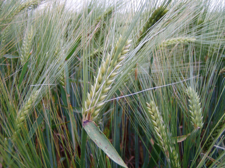 Picture 9 of The main food crops of the world