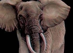 Picture 1 of The male elephant trampled the female elephant