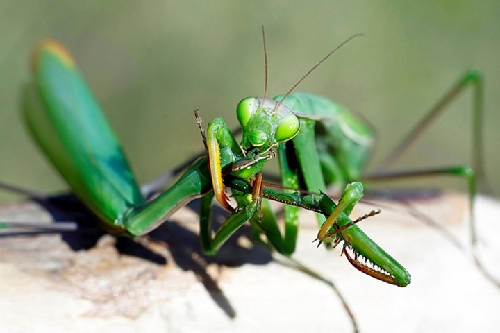 The male mantises are chewed after their love, but they are not as miserable as you think images 1