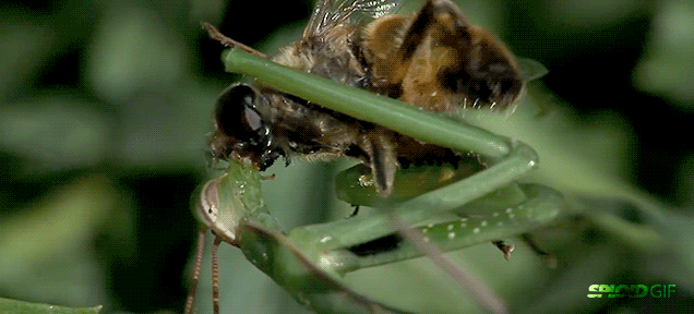 The male mantises are chewed after their love, but they are not as miserable as you think images 2