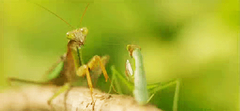 The male mantises are chewed after their love, but they are not as miserable as you think images 3