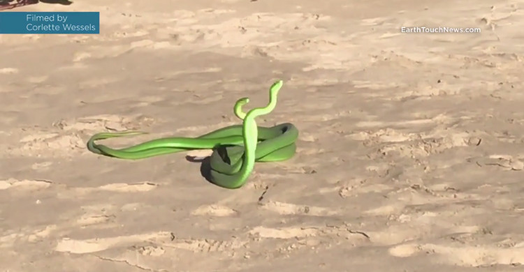 Picture 1 of The mamba snake plays a battle against a partner on the beach