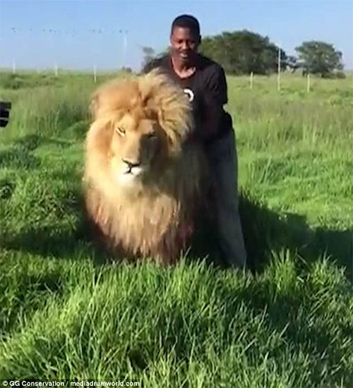 Picture 1 of The man casually scratched the male lion's back