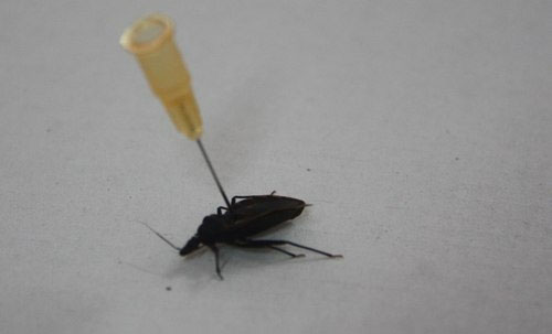 Picture 2 of The man who was bitten by the bug was unconscious