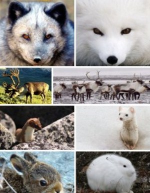 Picture 7 of The master of makeup in the animal world