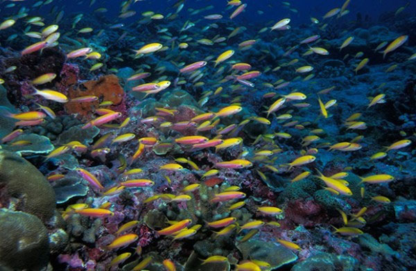 Picture 6 of The 'masterpieces of creation' lie deep in the sea