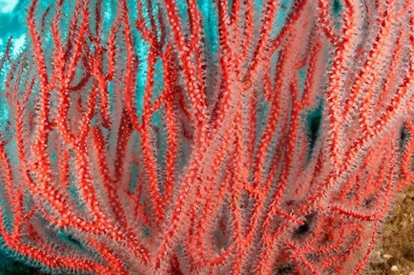 Picture 7 of The 'masterpieces of creation' lie deep in the sea