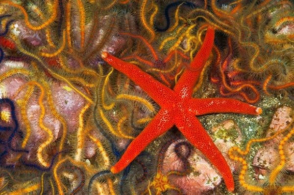 Picture 8 of The 'masterpieces of creation' lie deep in the sea