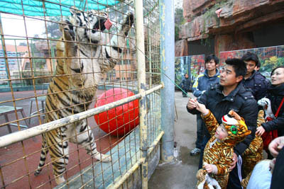 Picture 1 of The Mekong tiger may be extinct