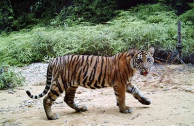Picture 2 of The Mekong tiger may be extinct