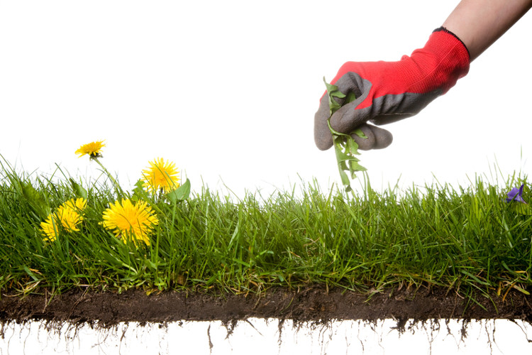 Picture 1 of The method of killing weeds does not use chemicals