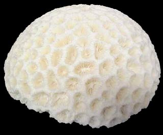 The model is capable of predicting the future state of coral images 2