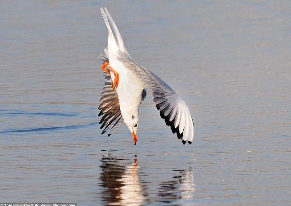 Picture 1 of The moment gulls struggled with octopus