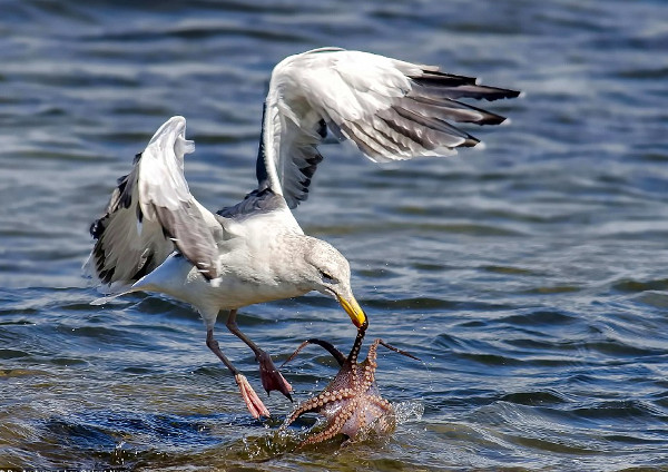 Picture 2 of The moment gulls struggled with octopus