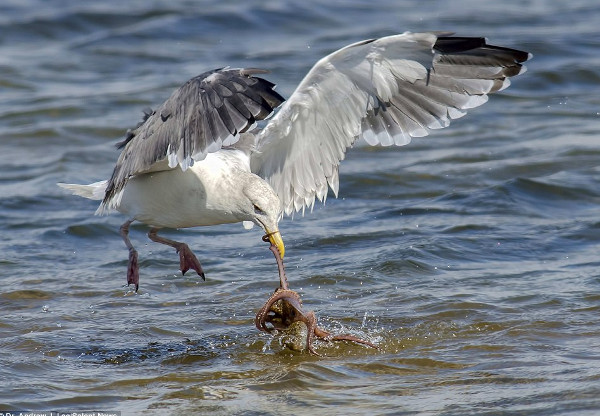 Picture 3 of The moment gulls struggled with octopus