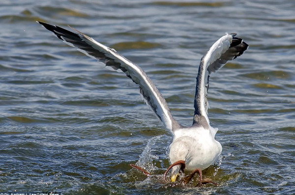 Picture 4 of The moment gulls struggled with octopus