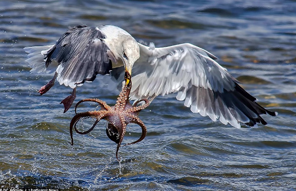 Picture 5 of The moment gulls struggled with octopus