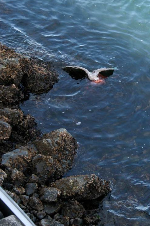 Picture 6 of The moment gulls struggled with octopus