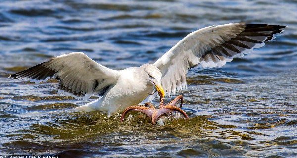 Picture 7 of The moment gulls struggled with octopus
