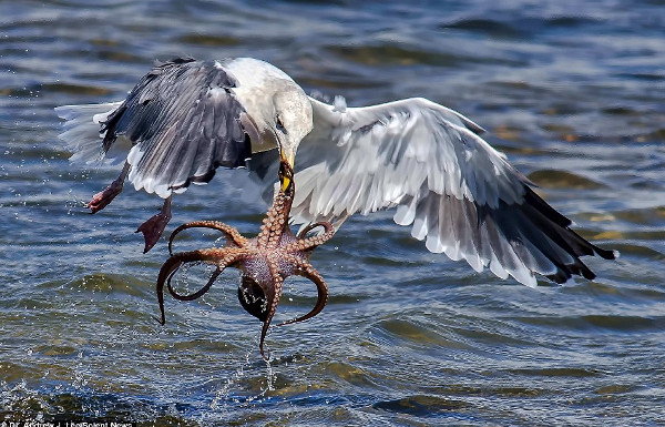 Picture 8 of The moment gulls struggled with octopus