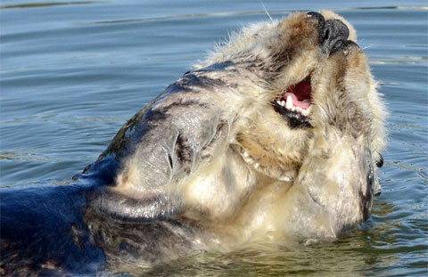 Picture 10 of The moment of 'ecstasy' of animals