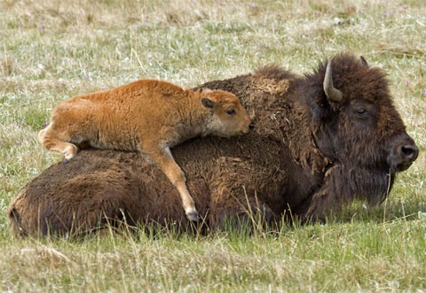 Picture 8 of The moment of 'ecstasy' of animals
