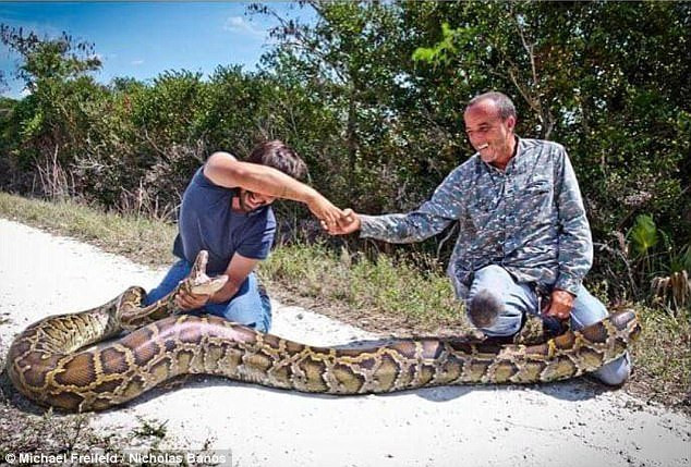 Picture 4 of The moment of horrifying giant python hunter is 4.5m long